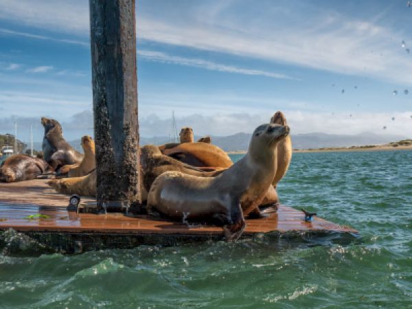 Several sea lions lounge on a wooden dock, one leaping out as birds fly above, calm blue water and distant hills under a clear sky.