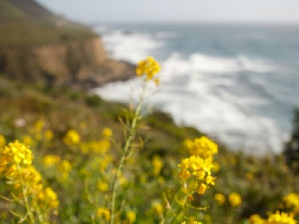 A coastal cliff scene with yellow wildflowers in the foreground and the ocean waves crashing against rocky shores in the distance.
