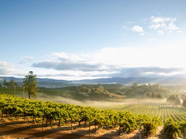A sunlit vineyard stretches across rolling hills, rows of green vines under a clear sky with soft morning light and mist over the fields.