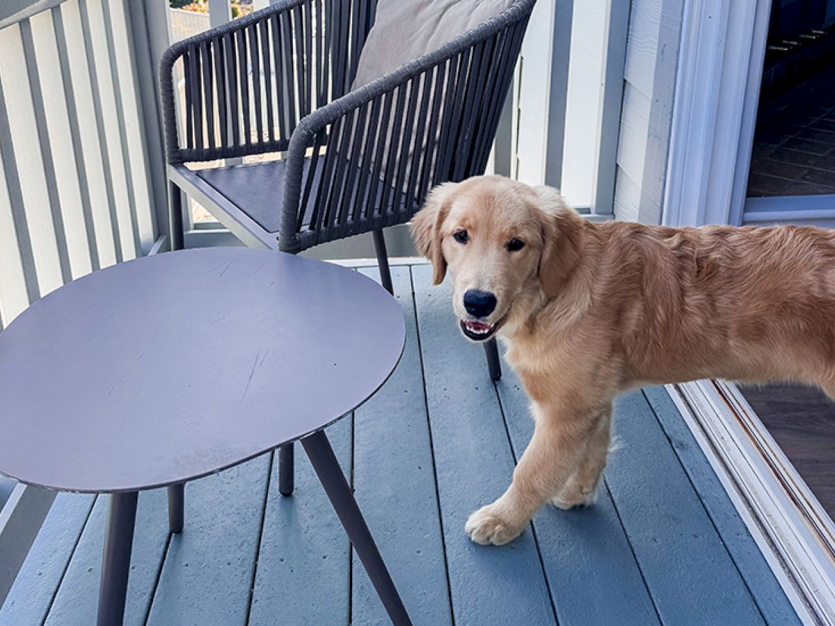 A golden retriever stands on a blue deck beside a round table and a chair, looking toward the camera with a friendly expression.