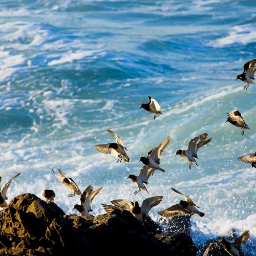 A flock of penguins taking off from rocky shore into the blue ocean, spray and waves behind them, early sunlight on the water.